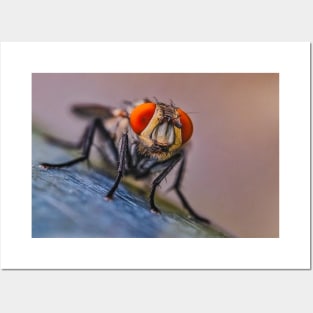 Flesh Fly Macro Insect Photograph Posters and Art